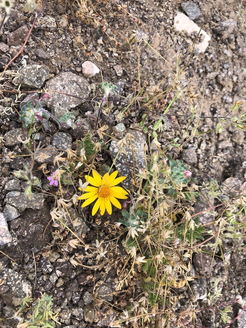 Chaetanthera limbata photo 6