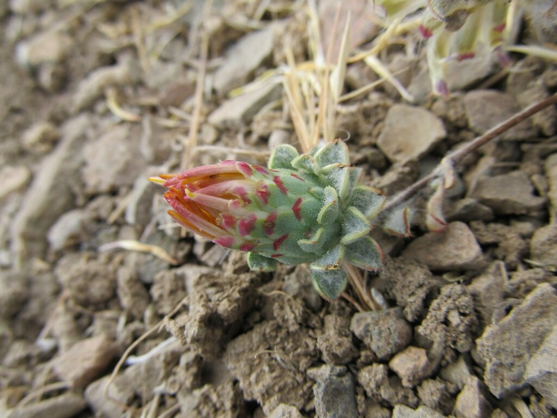 Chaetanthera limbata photo 7