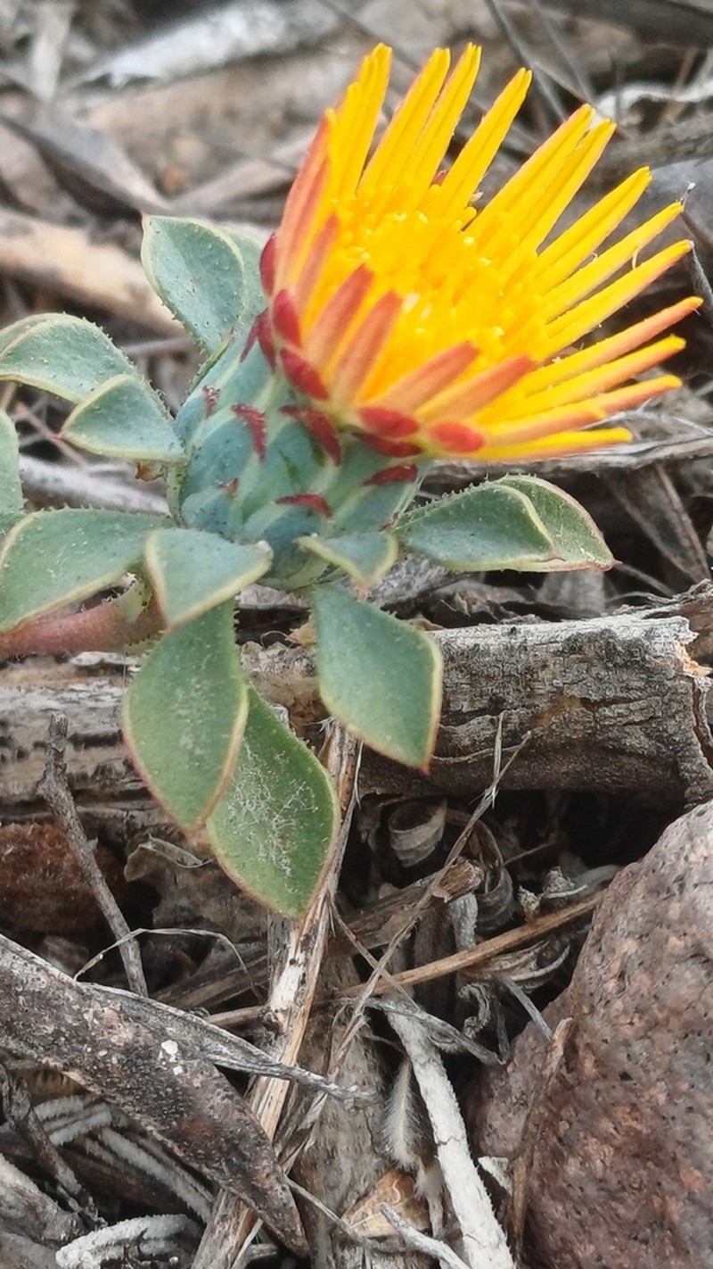 Chaetanthera limbata photo 8