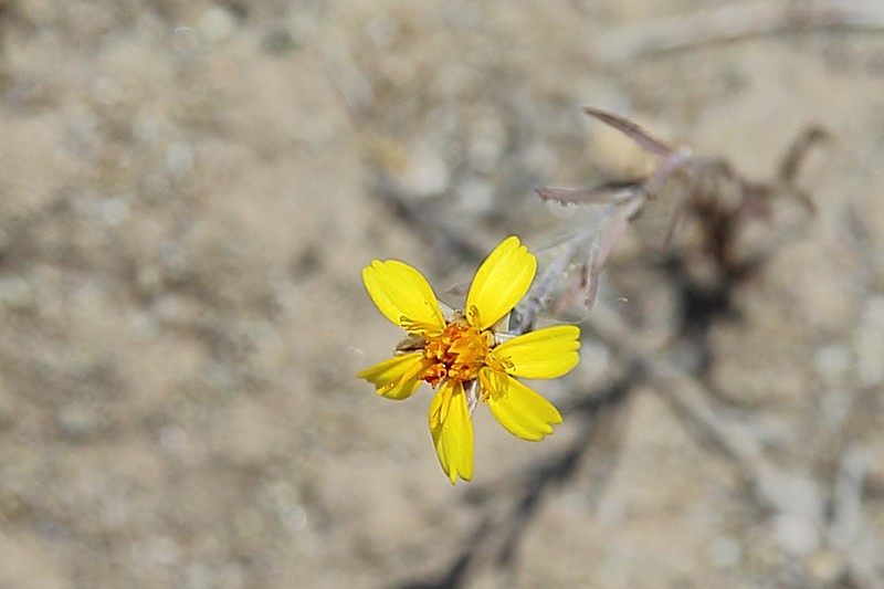 Chaetanthera linearis photo 2