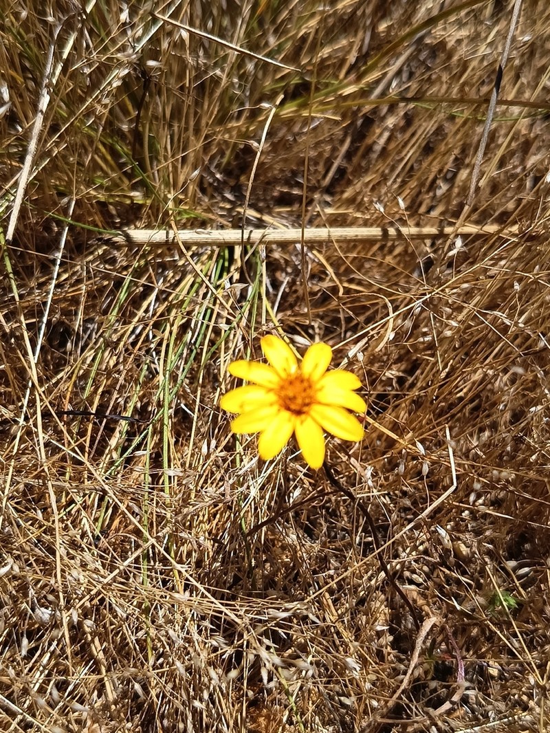 Chaetanthera linearis photo 3