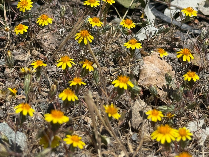 Chaetanthera linearis photo 4