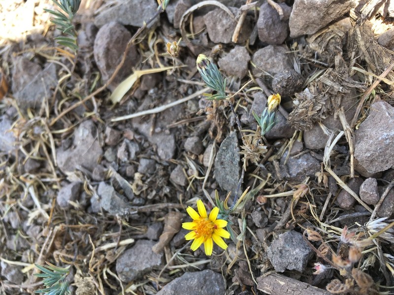 Chaetanthera linearis photo 5