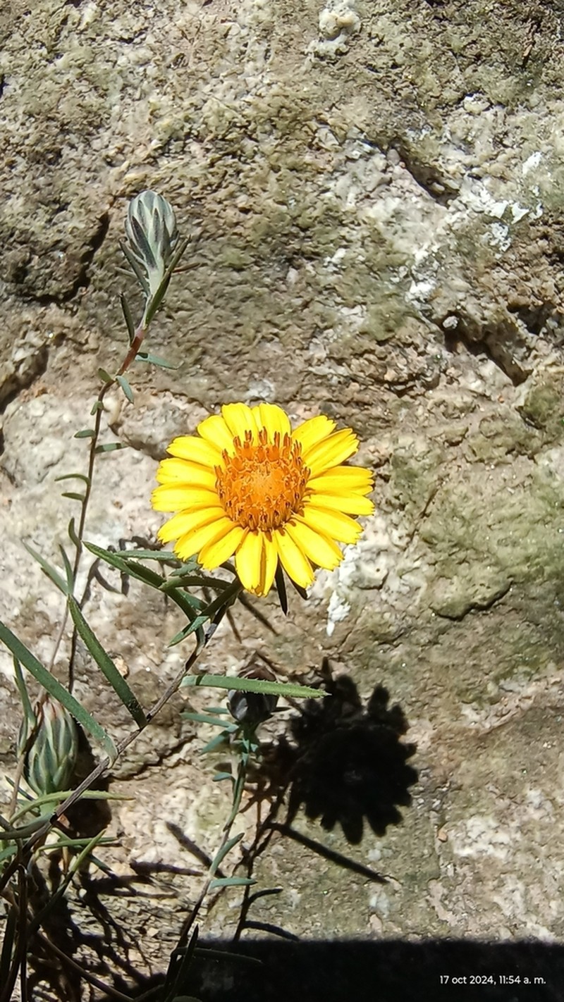 Chaetanthera linearis photo 6