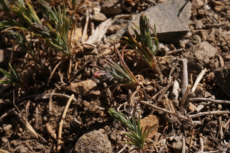 Chaetanthera linearis photo 7