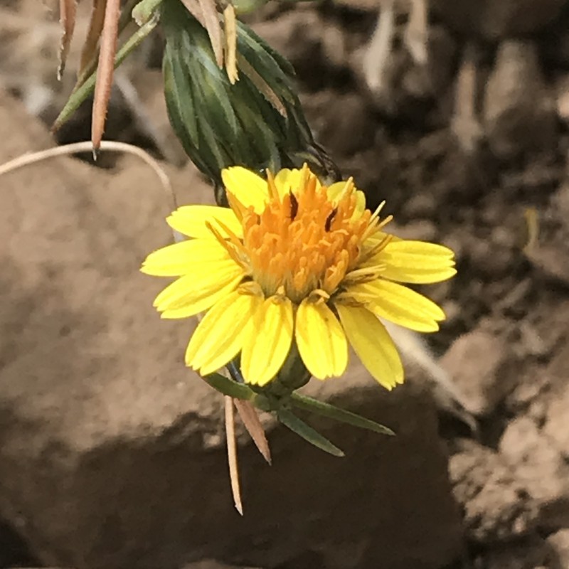 Chaetanthera linearis photo 8