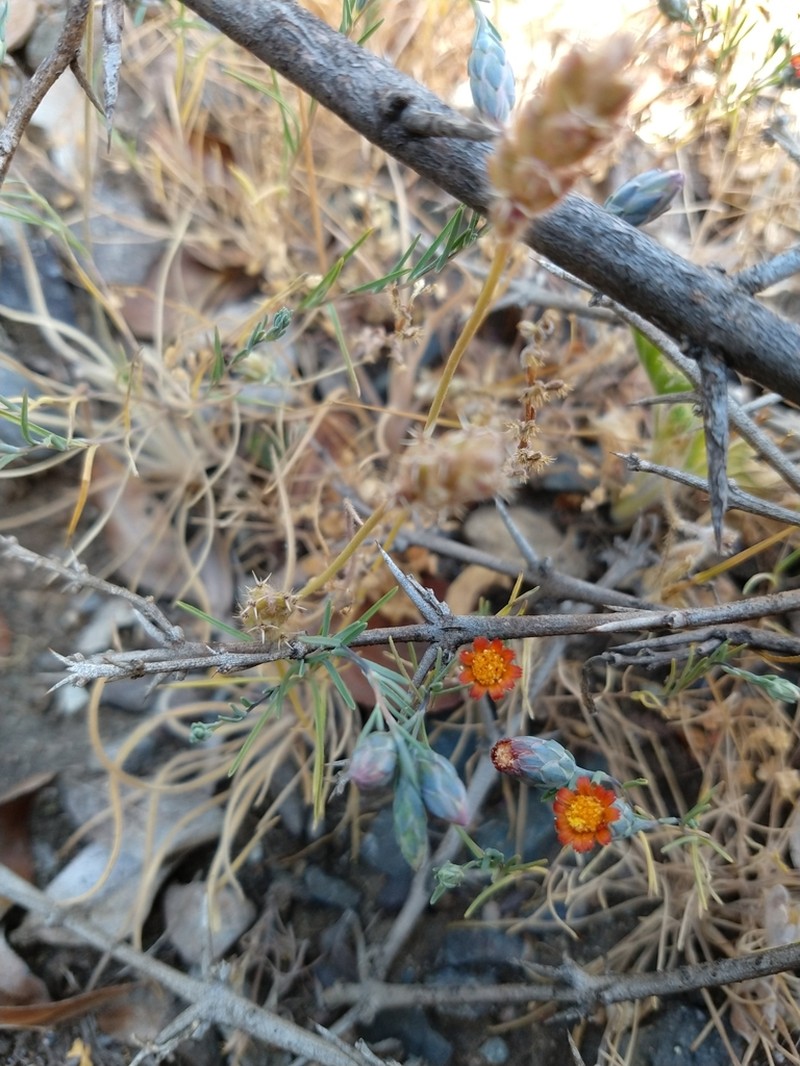 Chaetanthera microphylla