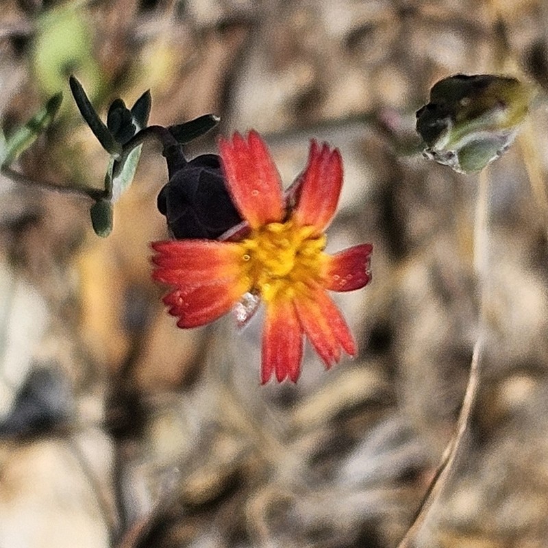 Chaetanthera microphylla photo 3