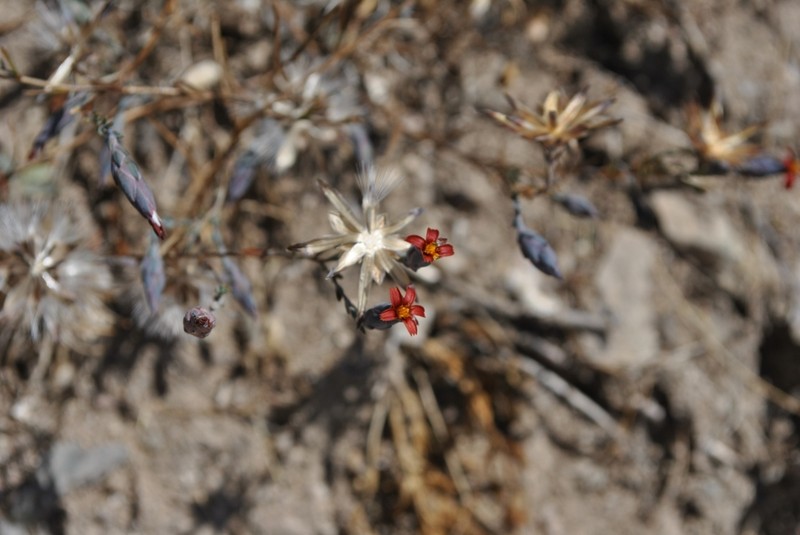 Chaetanthera microphylla photo 4