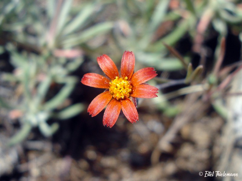 Chaetanthera microphylla photo 5