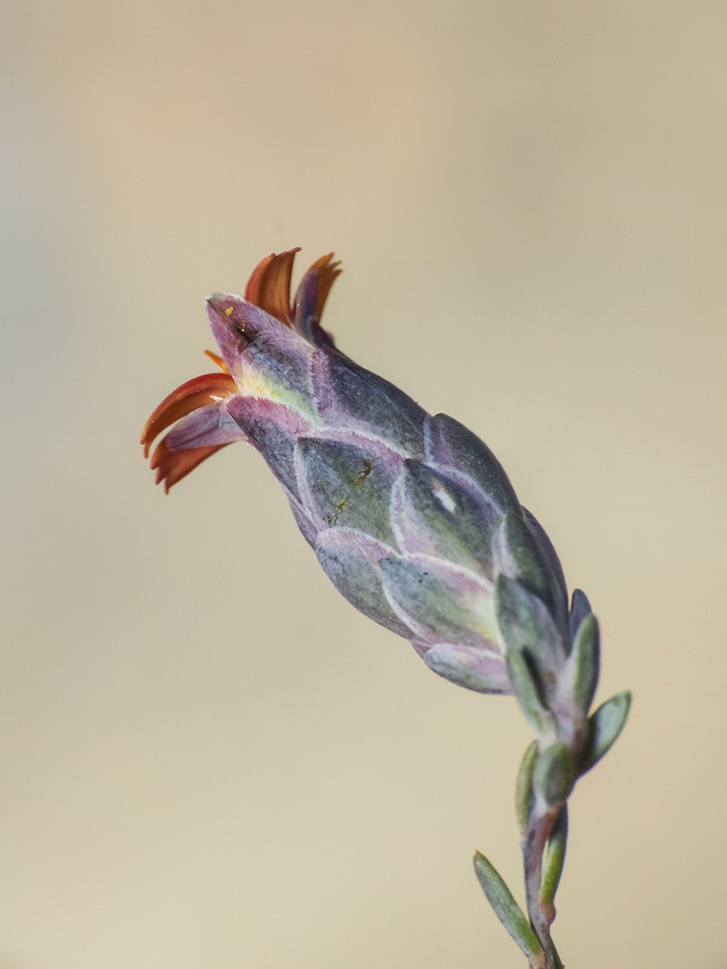 Chaetanthera microphylla photo 6