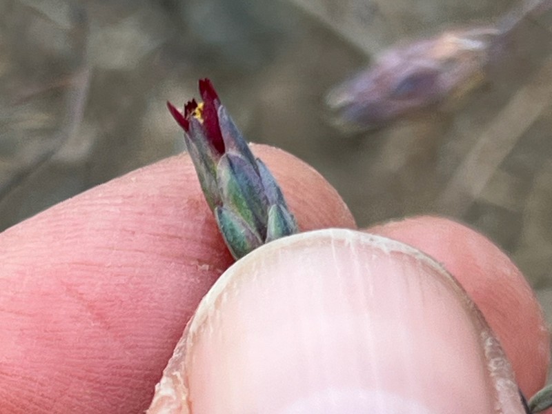 Chaetanthera microphylla photo 8