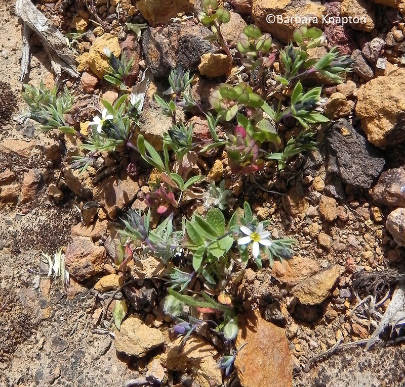 Chaetanthera peruviana