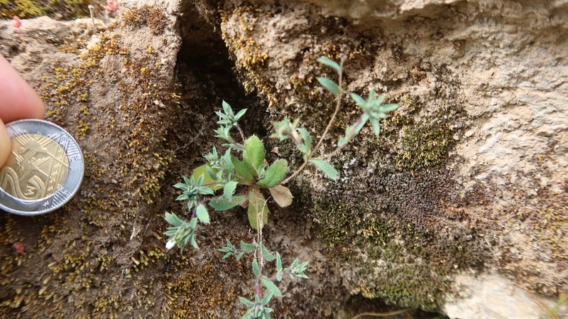Chaetanthera peruviana photo 3