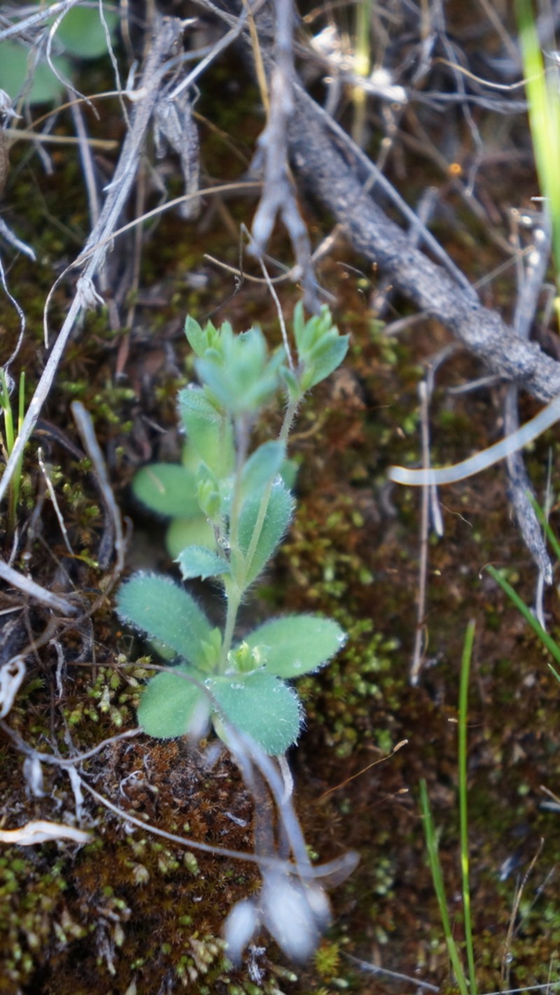Chaetanthera peruviana photo 4