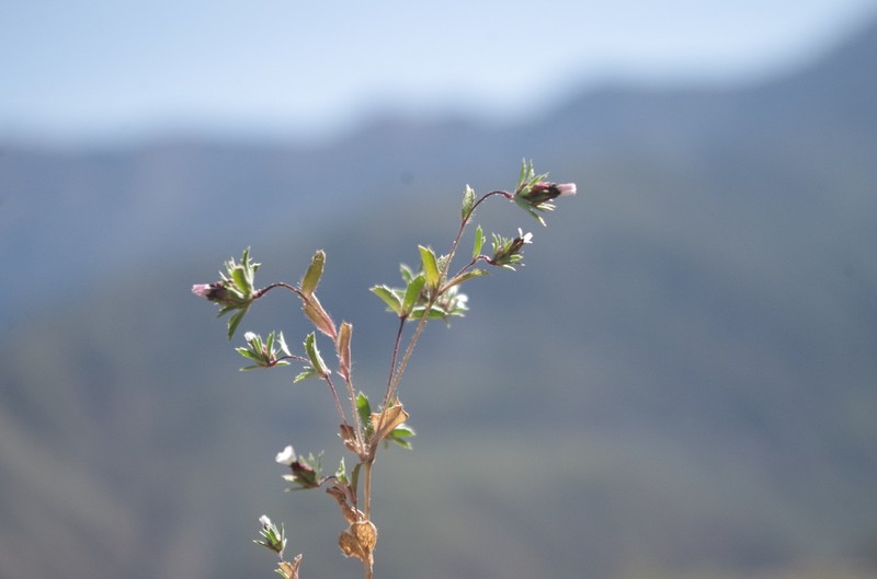 Chaetanthera peruviana photo 5