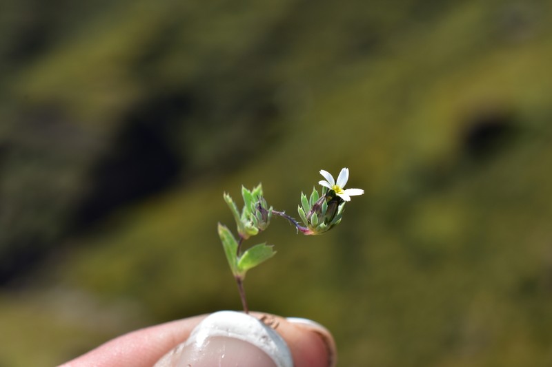 Chaetanthera peruviana photo 6
