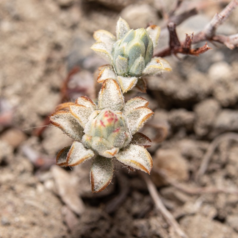 Chaetanthera pubescens