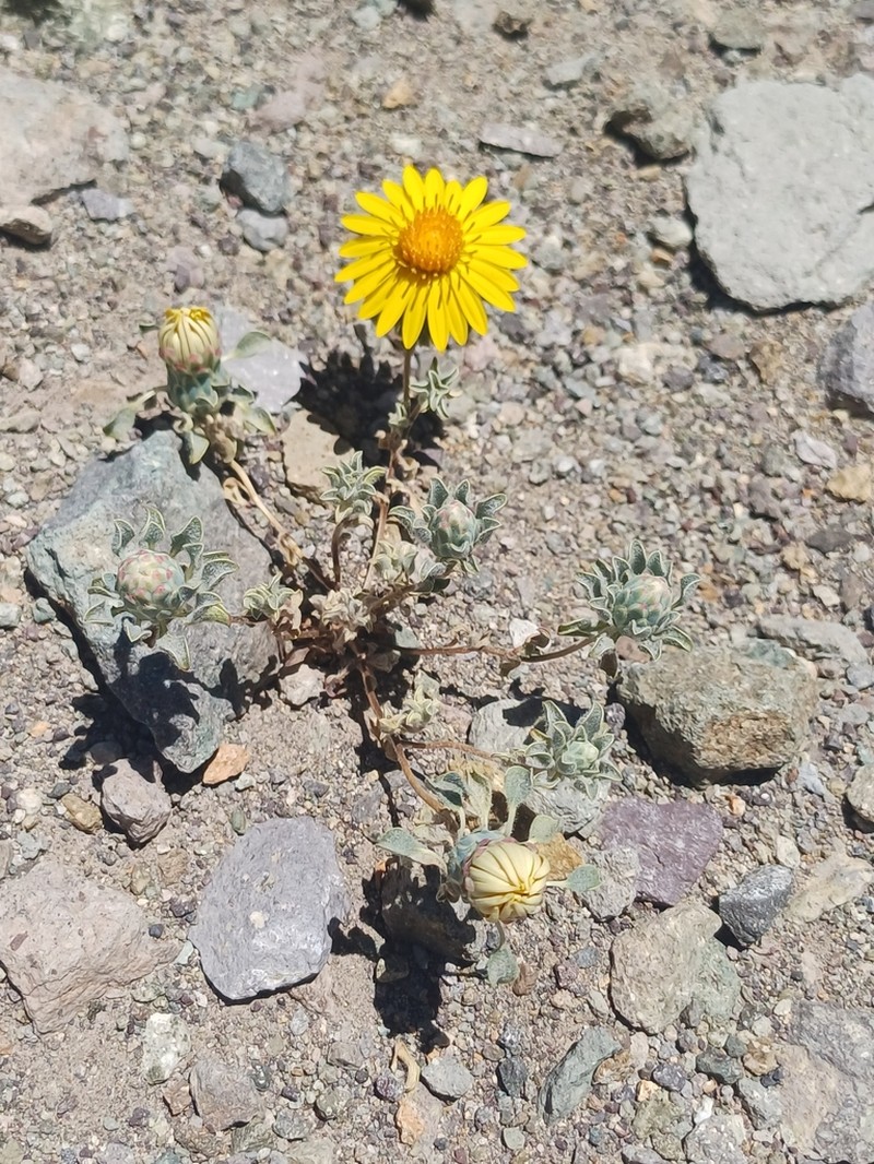 Chaetanthera pubescens photo 2