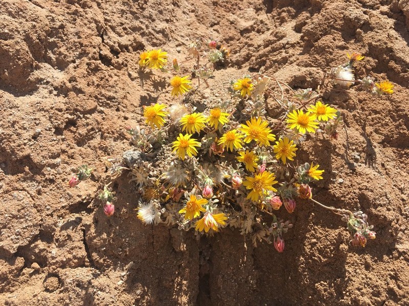 Chaetanthera pubescens photo 3