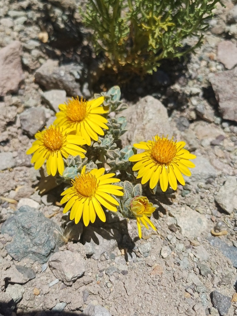Chaetanthera pubescens photo 4