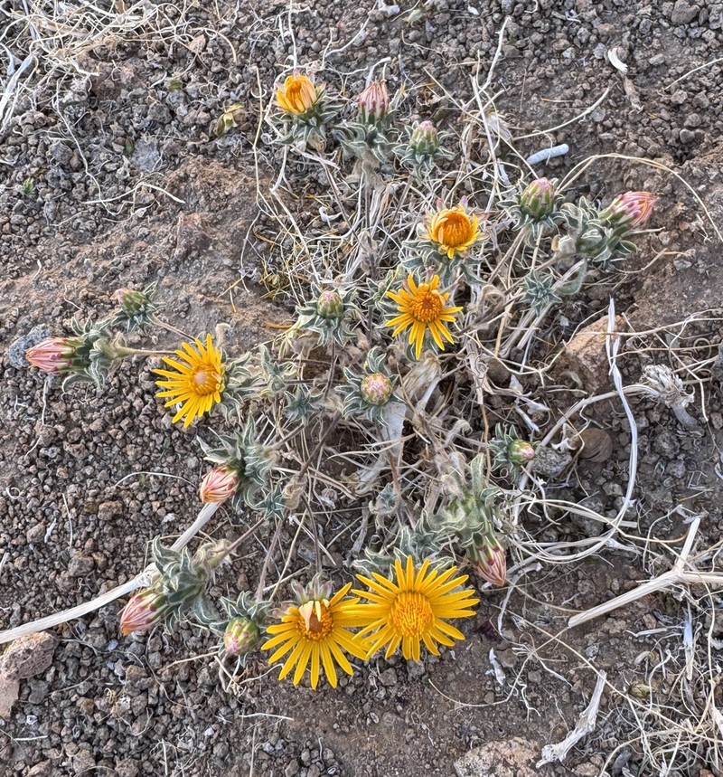 Chaetanthera pubescens photo 5