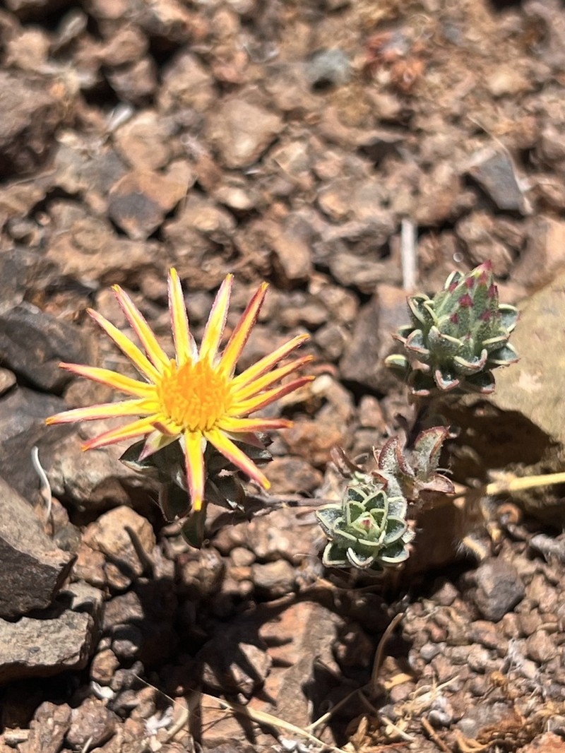 Chaetanthera pubescens photo 6