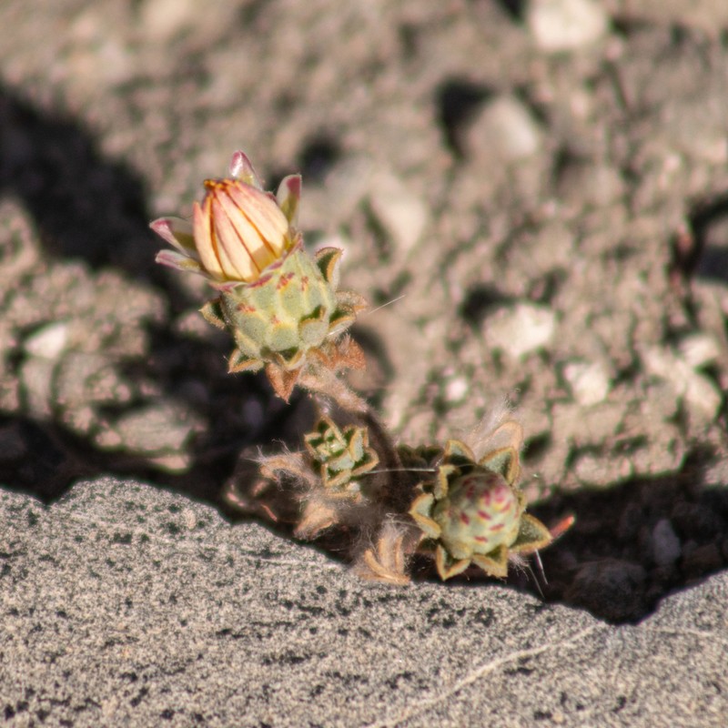 Chaetanthera pubescens photo 7