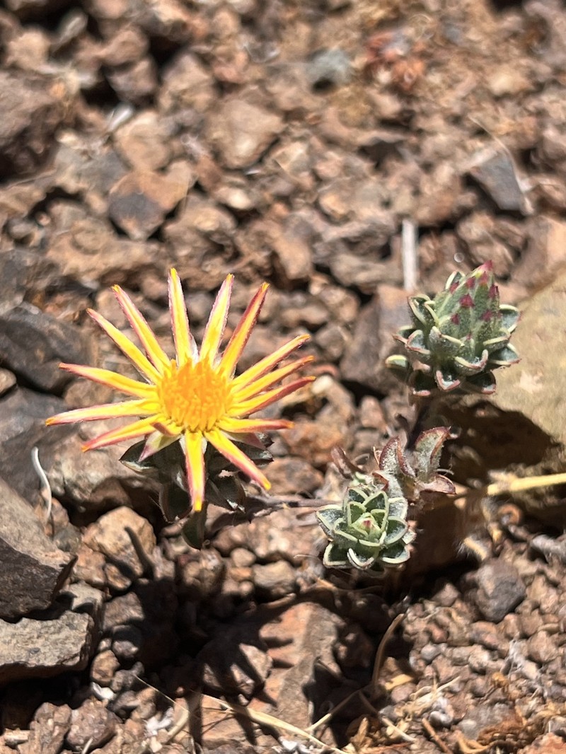 Chaetanthera pubescens photo 8
