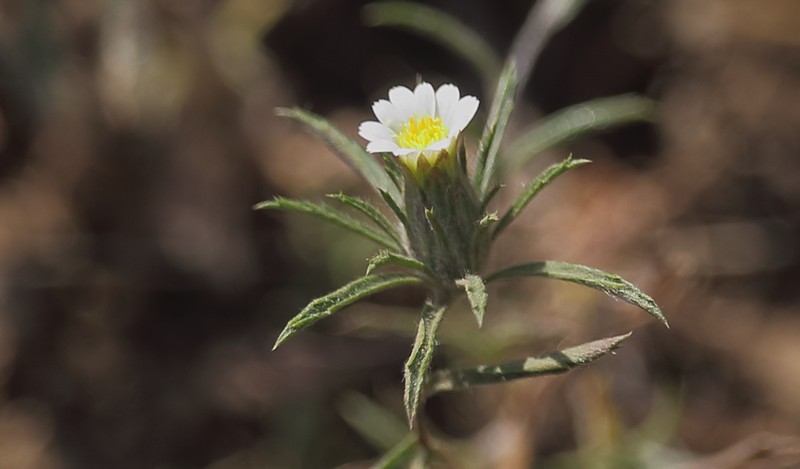 Chaetanthera ramosissima