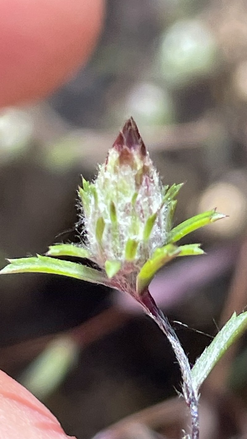 Chaetanthera ramosissima photo 2