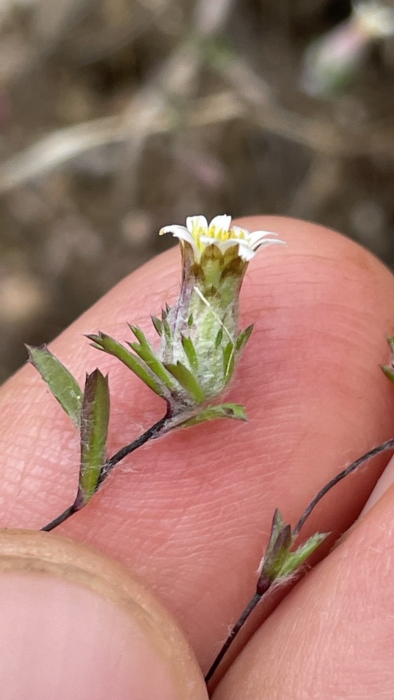 Chaetanthera ramosissima photo 3
