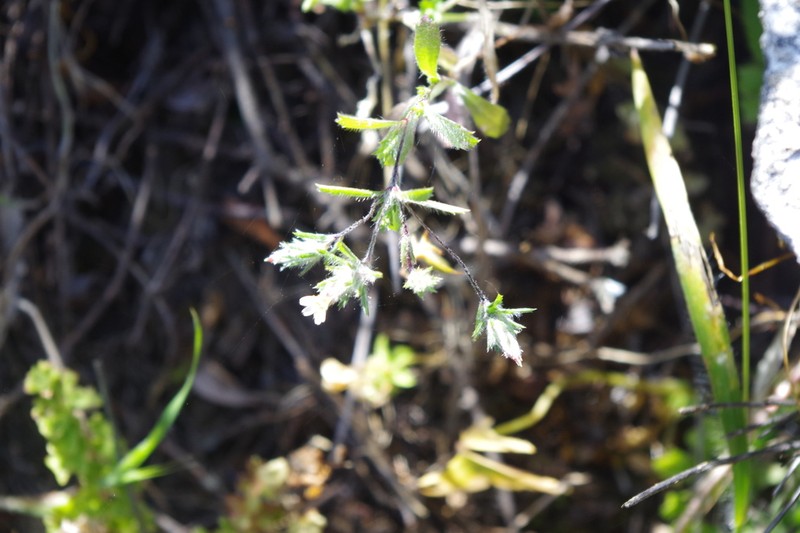 Chaetanthera ramosissima photo 4