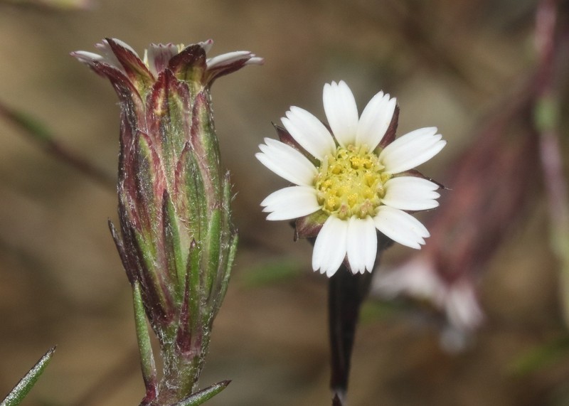 Chaetanthera ramosissima photo 5
