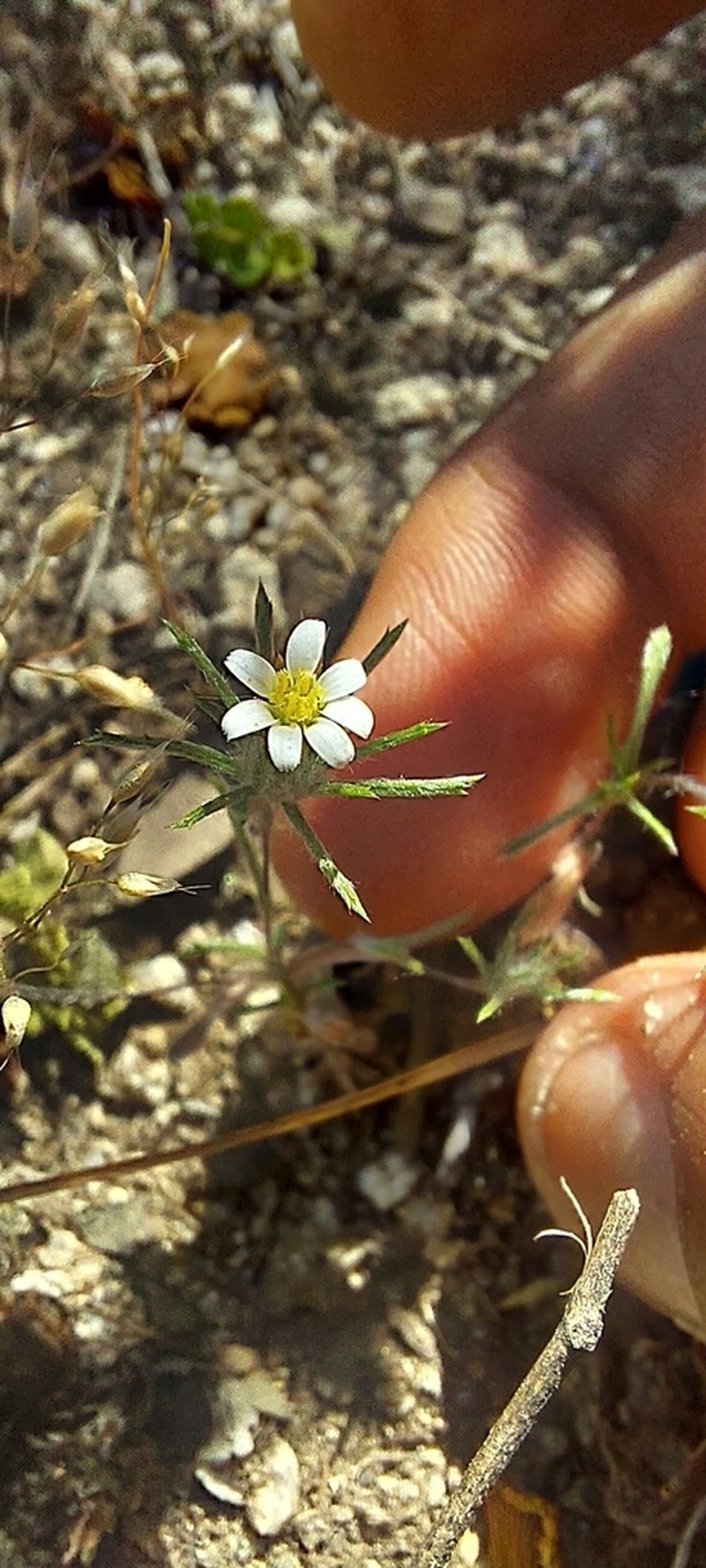 Chaetanthera ramosissima photo 6