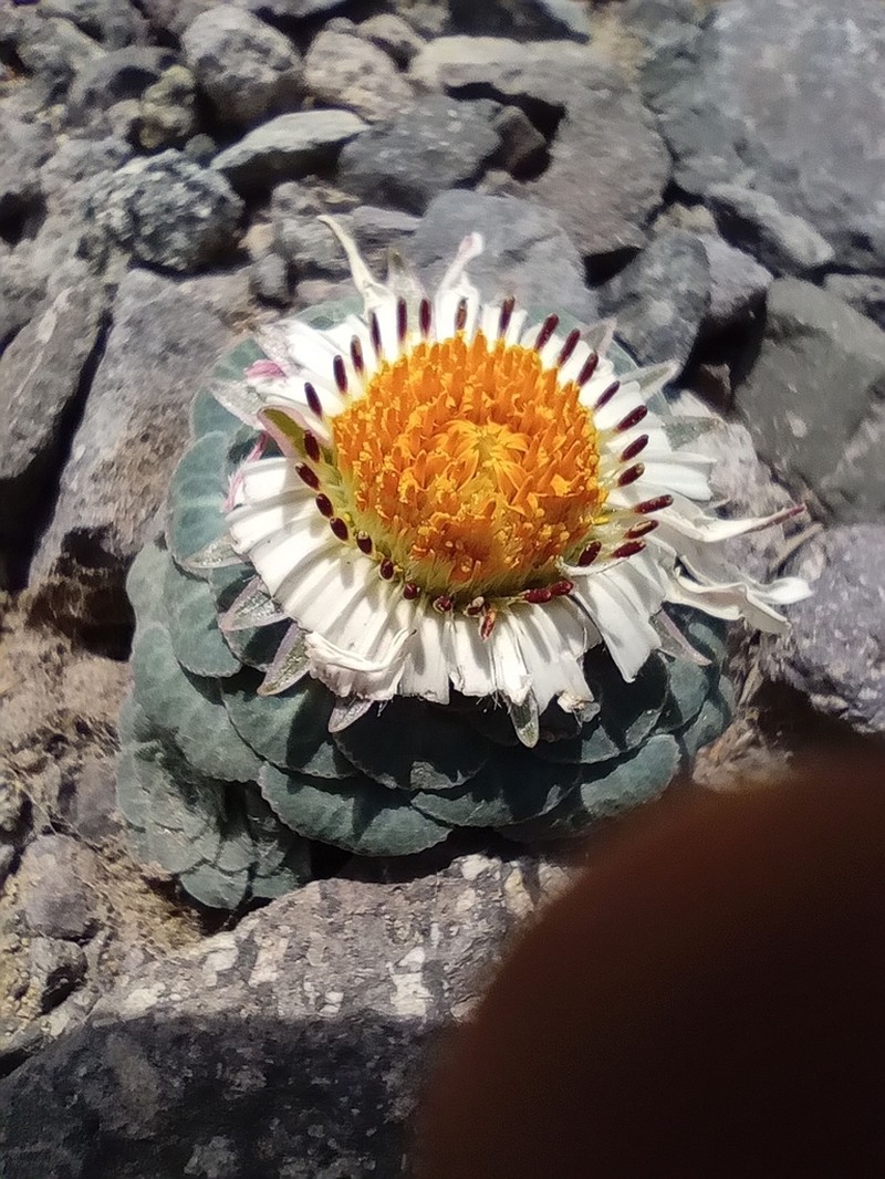 Chaetanthera renifolia photo 2