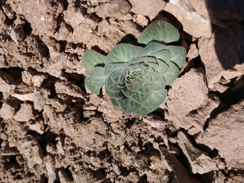 Chaetanthera renifolia photo 3