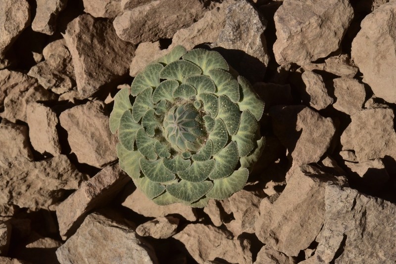 Chaetanthera renifolia photo 5