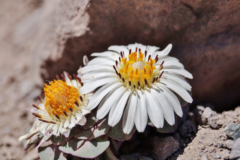 Chaetanthera renifolia photo 6