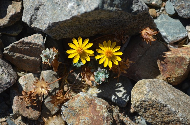 Chaetanthera schroederi