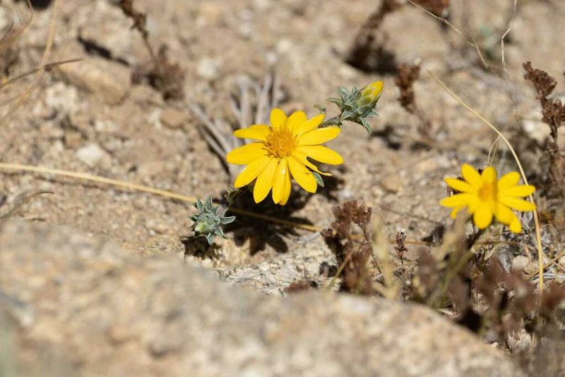 Chaetanthera schroederi photo 2