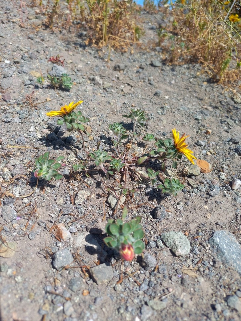 Chaetanthera schroederi photo 3