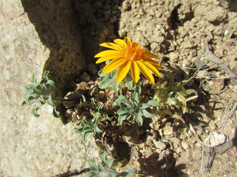 Chaetanthera schroederi photo 4