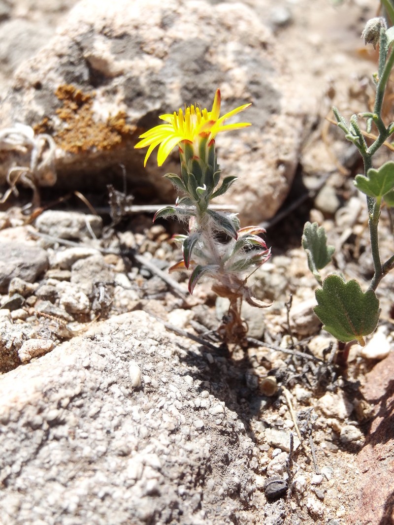 Chaetanthera schroederi photo 5