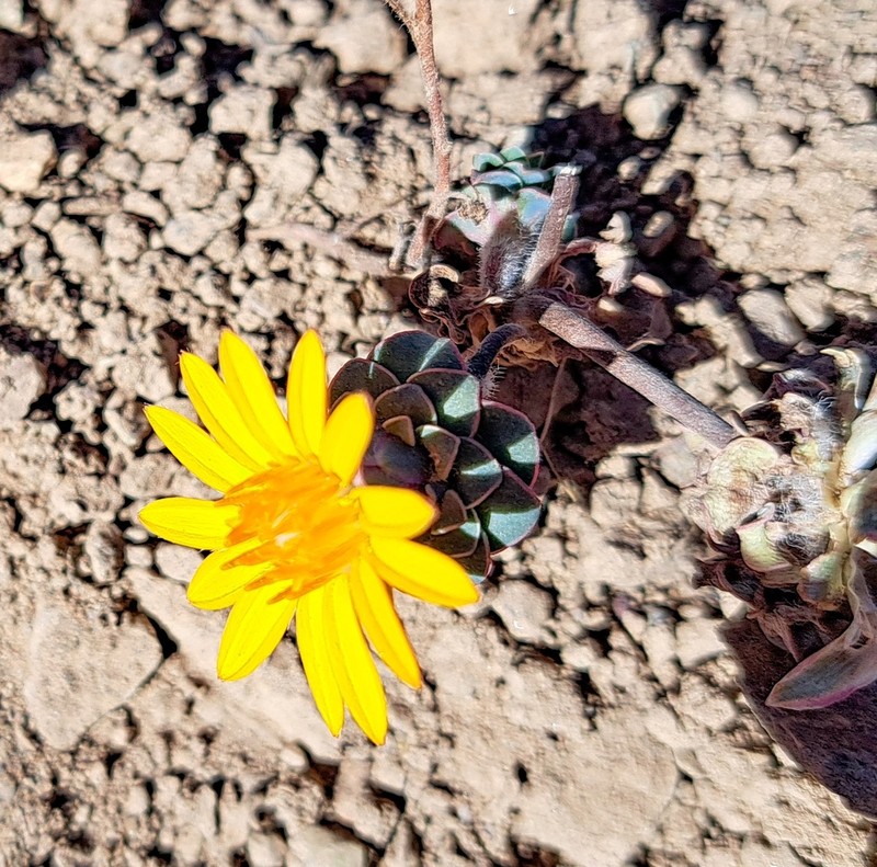 Chaetanthera schroederi photo 6