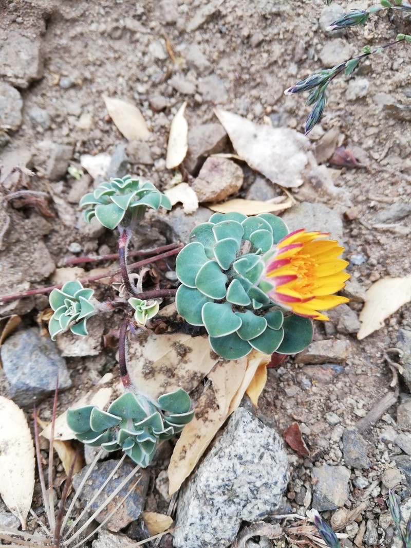 Chaetanthera schroederi photo 7