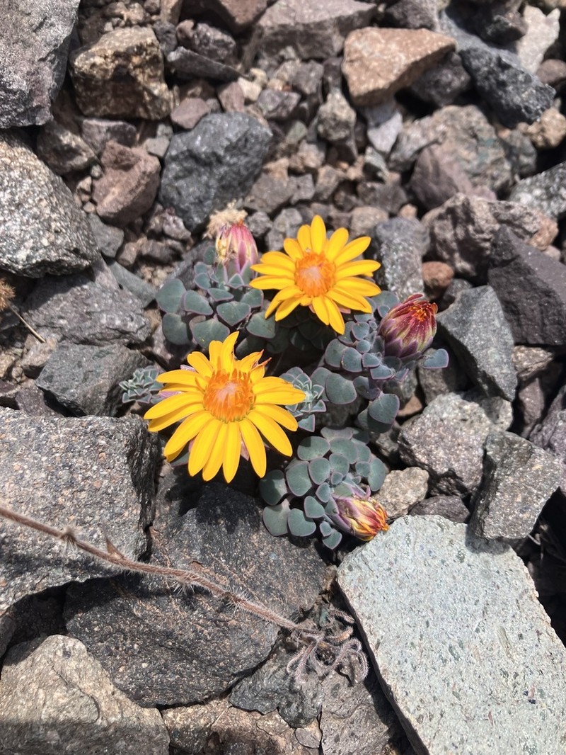Chaetanthera schroederi photo 8