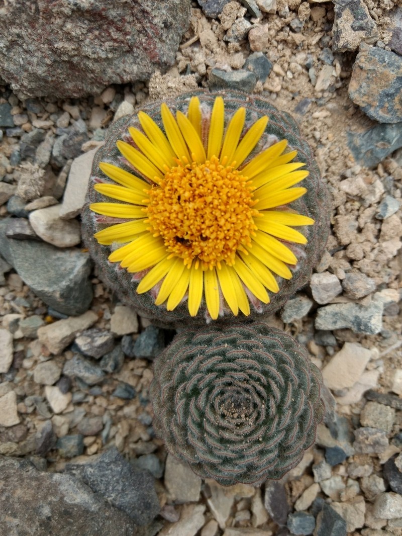 Chaetanthera spathulifolia
