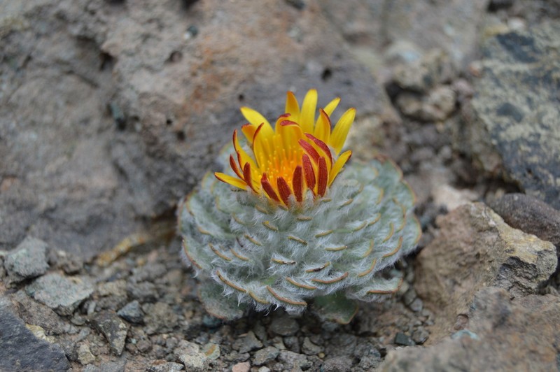 Chaetanthera spathulifolia photo 2