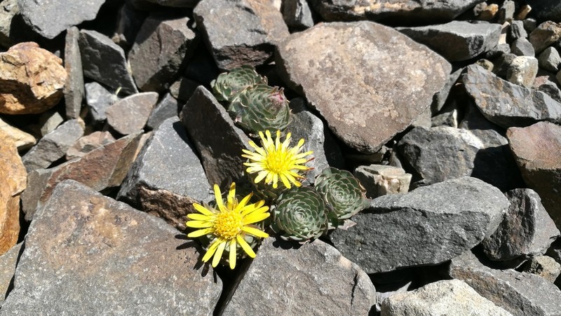 Chaetanthera spathulifolia photo 3